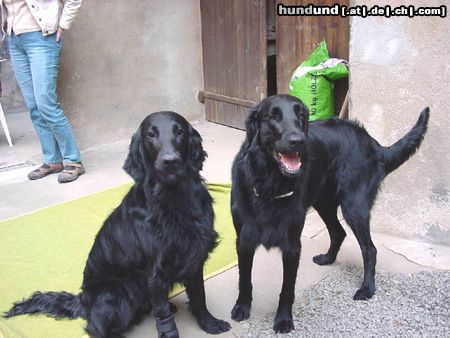 Flat Coated Retriever Hunde Foto 3298 Flat Coated Retriever Kaylee und Freya