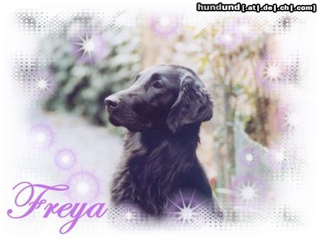 Flat Coated Retriever Hunde Foto 3801 Flat Coated Retriever Ich verzaubere Dich auch!