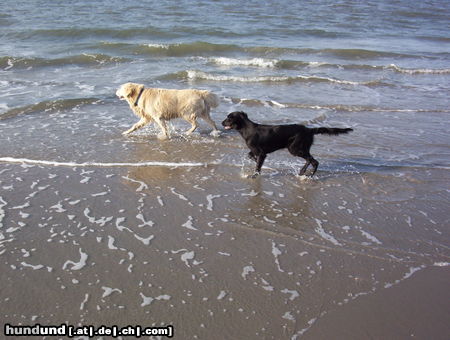 Flat Coated Retriever Aramis (Flat) und Max (Golden) in der Brandung der Nordsee