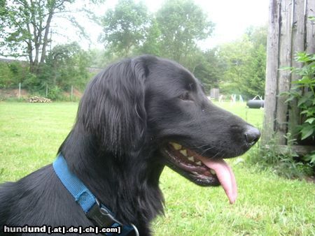 Flat Coated Retriever Hunde Foto 12457 Flat Coated Retriever Unsere Joy