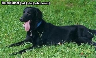 Flat Coated Retriever Hunde Foto 9195 Flat Coated Retriever Ein Wussel geschaft
