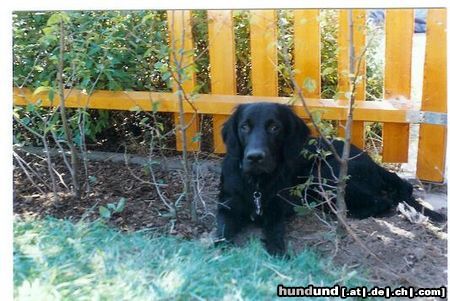 Flat Coated Retriever Hunde Foto 8612 Flat Coated Retriever das ist unsere Joy
