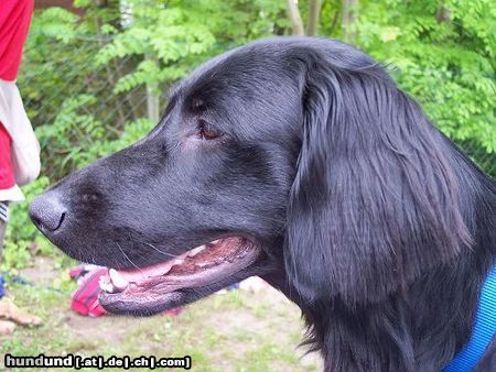 Flat Coated Retriever Hunde Foto 12302 Flat Coated Retriever Joy