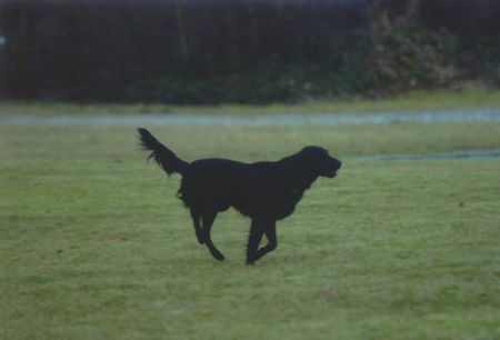 Flat Coated Retriever Hunde Foto 2660 Flat Coated Retriever