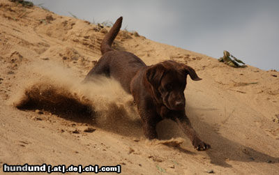 Flat Coated Retriever ich komme...