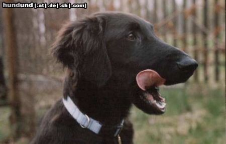 Flat Coated Retriever Hunde Foto 9557 Flat Coated Retriever Das ist Plaster im Alter von 5 Monaten