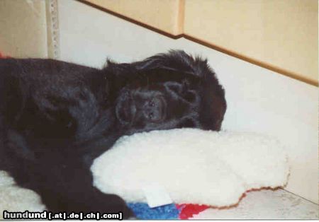 Flat Coated Retriever Hunde Foto 2764 Flat Coated Retriever Schlaf Kaylee schlaf