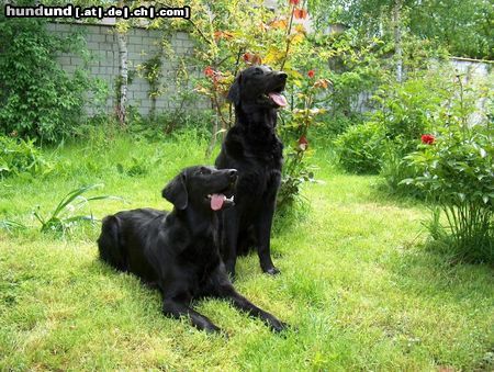 Flat Coated Retriever Hunde Foto 11357 Flat Coated Retriever Fai z Vlcich Luk vel Plaster und Reklama Canes Beati