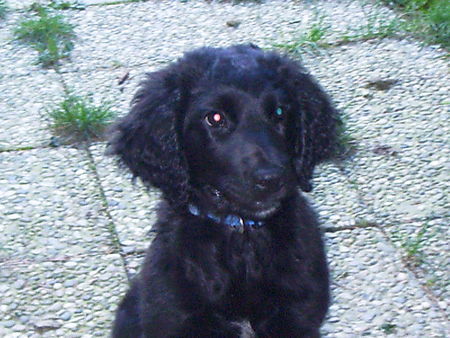 Flat Coated Retriever Luna, als Baby! Flat Coatet-?-Mix