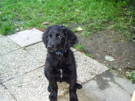 Flat Coated Retriever Ich bin Luna, als ich noch klein war. (Flat Coated-?-Mix)