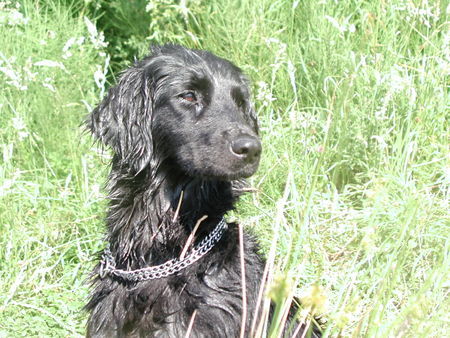 Flat Coated Retriever Luna, als 