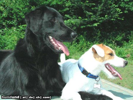 Flat Coated Retriever Hunde Foto 4178 Flat Coated Retriever Wir sind ein Team!