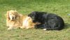 Flat Coated Retriever Hund