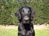 Flat Coated Retriever Hund