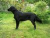 Flat Coated Retriever Foto: Fai z Vlcich Luk vel Plaster (ID 11355) Flat Coated Retriever Hund