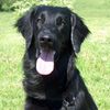 Flat Coated Retriever Foto: REKLAMA Canes Beati (ID 9553) Flat Coated Retriever Hund