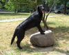 Flat Coated Retriever Foto: REKLAMA Canes Beati (ID 9552) Flat Coated Retriever Hund