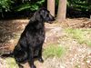 Flat Coated Retriever Foto: Kaylee (ID 6248) Flat Coated Retriever Hund