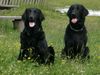 Flat Coated Retriever Hund