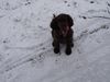 Flat Coated Retriever Hund