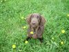 Flat Coated Retriever Hund