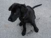 Flat Coated Retriever Foto: eine Sekunde mal still sitzend (ID 31539) Flat Coated Retriever Hund