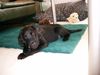 Flat Coated Retriever Foto: Gemütlich (ID 7440) Flat Coated Retriever Hund