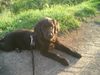 Flat Coated Retriever Foto: Hannah 12 Wochen alt (ID 15980) Flat Coated Retriever Hund