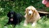 Flat Coated Retriever Foto: Brasca und Chester (ID 9023) Flat Coated Retriever Hund