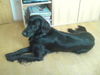 Flat Coated Retriever Hund