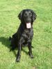 Flat Coated Retriever Foto: Joy (ID 14398) Flat Coated Retriever Hund