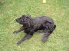 Flat Coated Retriever Hund