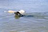 Flat Coated Retriever Foto: Danny (Golden Retriever) und Elvis (Flat) in der Nordsee (ID 11045) Flat Coated Retriever Hund