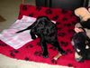 Flat Coated Retriever Foto: Zoi mit 8 Wochen (eine sehr sehr brave und gelehrige Hündin) (ID 3891) Flat Coated Retriever Hund
