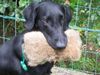 Flat Coated Retriever Foto: Belinda Francis von Helping Hounds (ID 12338) Flat Coated Retriever Hund