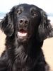 Flat Coated Retriever Foto: Ebony (ID 10868) Flat Coated Retriever Hund
