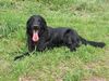 Flat Coated Retriever Foto: Wo ist der Ball? (ID 11083) Flat Coated Retriever Hund