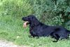 Flat Coated Retriever Foto: Elvis (ID 11071) Flat Coated Retriever Hund