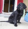 Flat Coated Retriever Foto (ID 2078) Flat Coated Retriever Hund