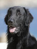 Flat Coated Retriever Hund