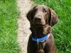 Flat Coated Retriever Hund