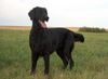 Flat Coated Retriever Foto: REKLAMA Canes Beati (ID 14352) Flat Coated Retriever Hund