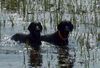 Flat Coated Retriever Foto: REKLAMA Canes Beati & Sniffens STAR PRINCESS (ID 11207) Flat Coated Retriever Hund