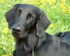 Flat Coated Retriever Foto: REKLAMA Canes Beati (ID 11209) Flat Coated Retriever Hund