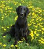 Flat Coated Retriever Foto: REKLAMA Canes Beati (ID 11208) Flat Coated Retriever Hund