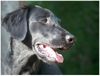 Flat Coated Retriever Foto: REKLAMA Canes Beati (ID 13218) Flat Coated Retriever Hund