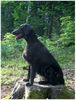 Flat Coated Retriever Foto: REKLAMA Canes Beati (ID 13219) Flat Coated Retriever Hund