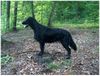 Flat Coated Retriever Foto: REKLAMA Canes Beati (ID 13217) Flat Coated Retriever Hund