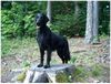 Flat Coated Retriever Foto: REKLAMA Canes Beati (ID 13220) Flat Coated Retriever Hund