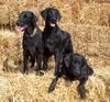 Flat Coated Retriever Foto: Ada, Afera & Mona (ID 14353) Flat Coated Retriever Hund